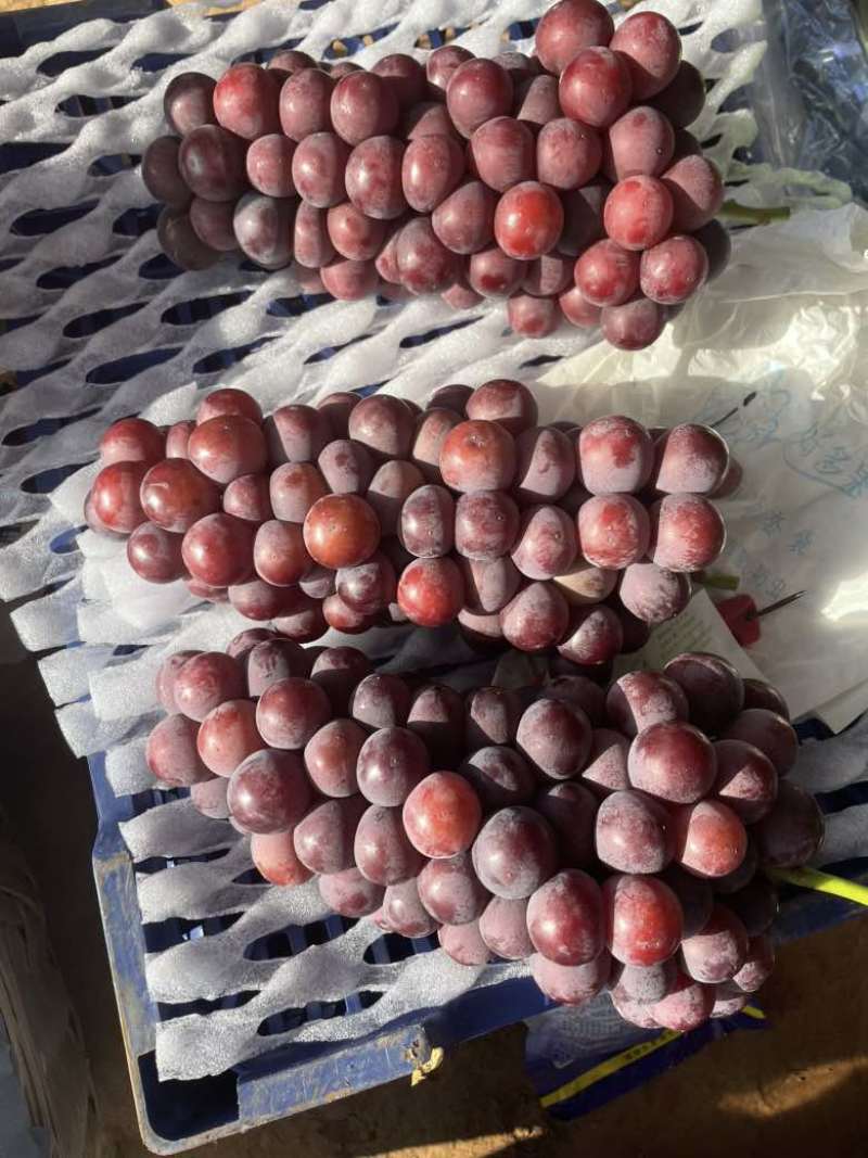 巨峰葡萄，阳光玫瑰