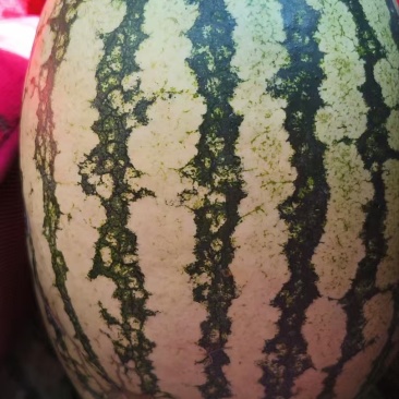 金花6号西瓜