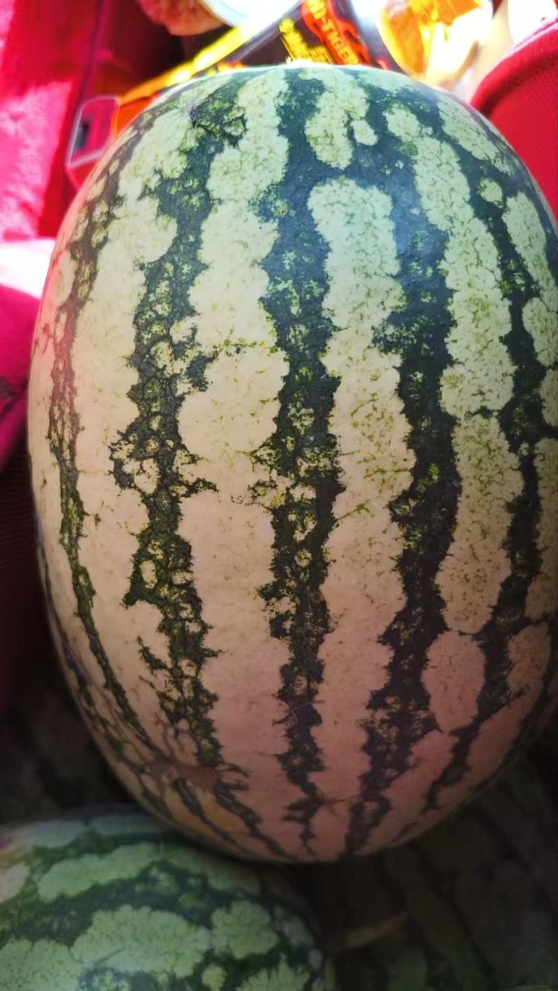 金花6号西瓜