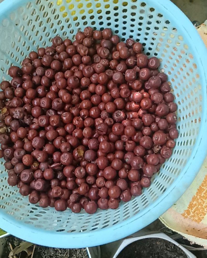 酸枣