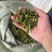 全国供应长期供货优质连翘随时可聊选购