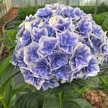 绣球花，多个品种大花绣球，木本绣球，从小苗半成品到成品苗