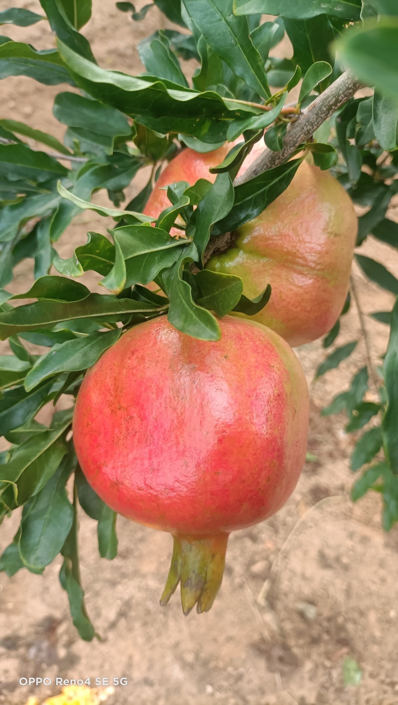 花石榴树