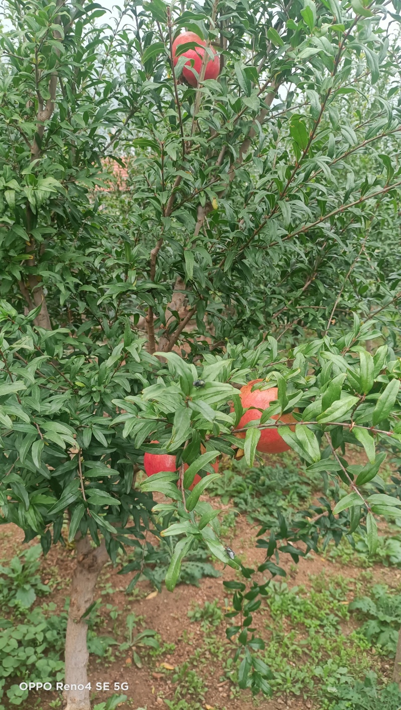 花石榴树