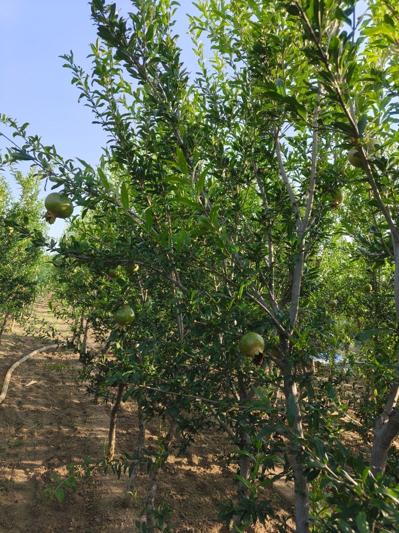 花石榴树