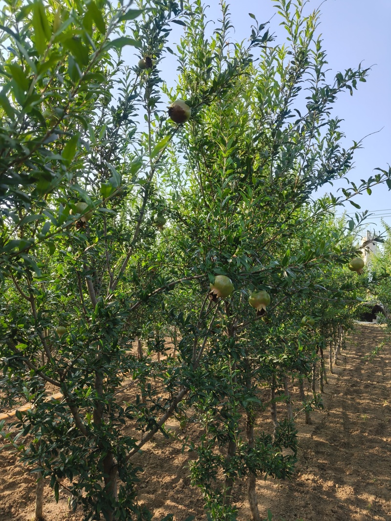 花石榴树