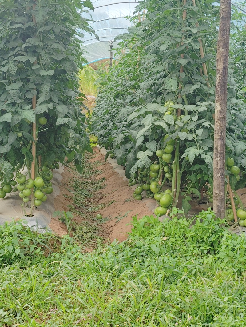 番茄