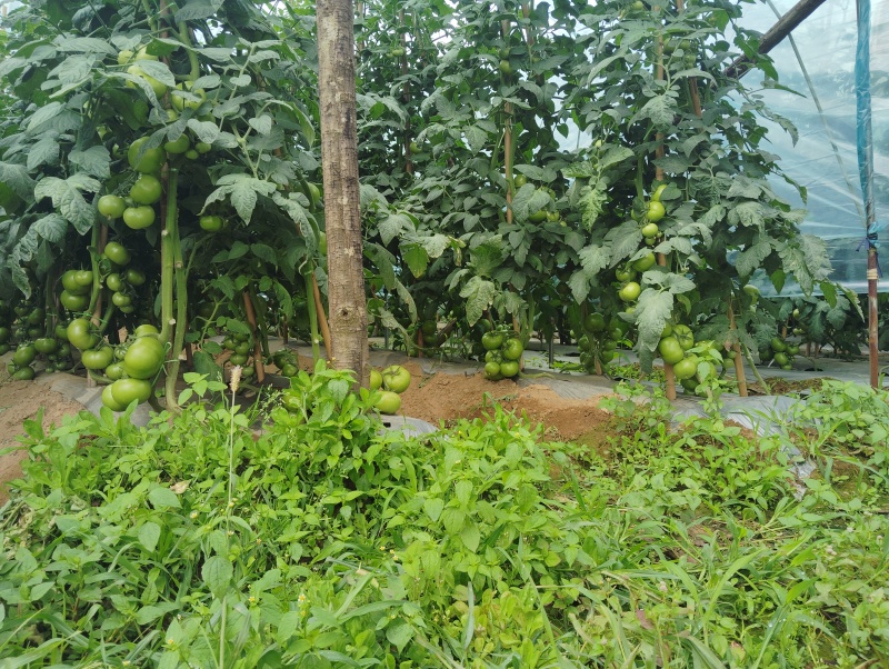 番茄