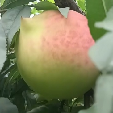 鹰嘴桃