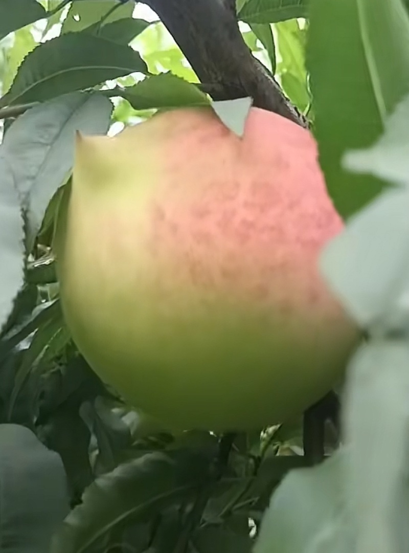 鹰嘴桃