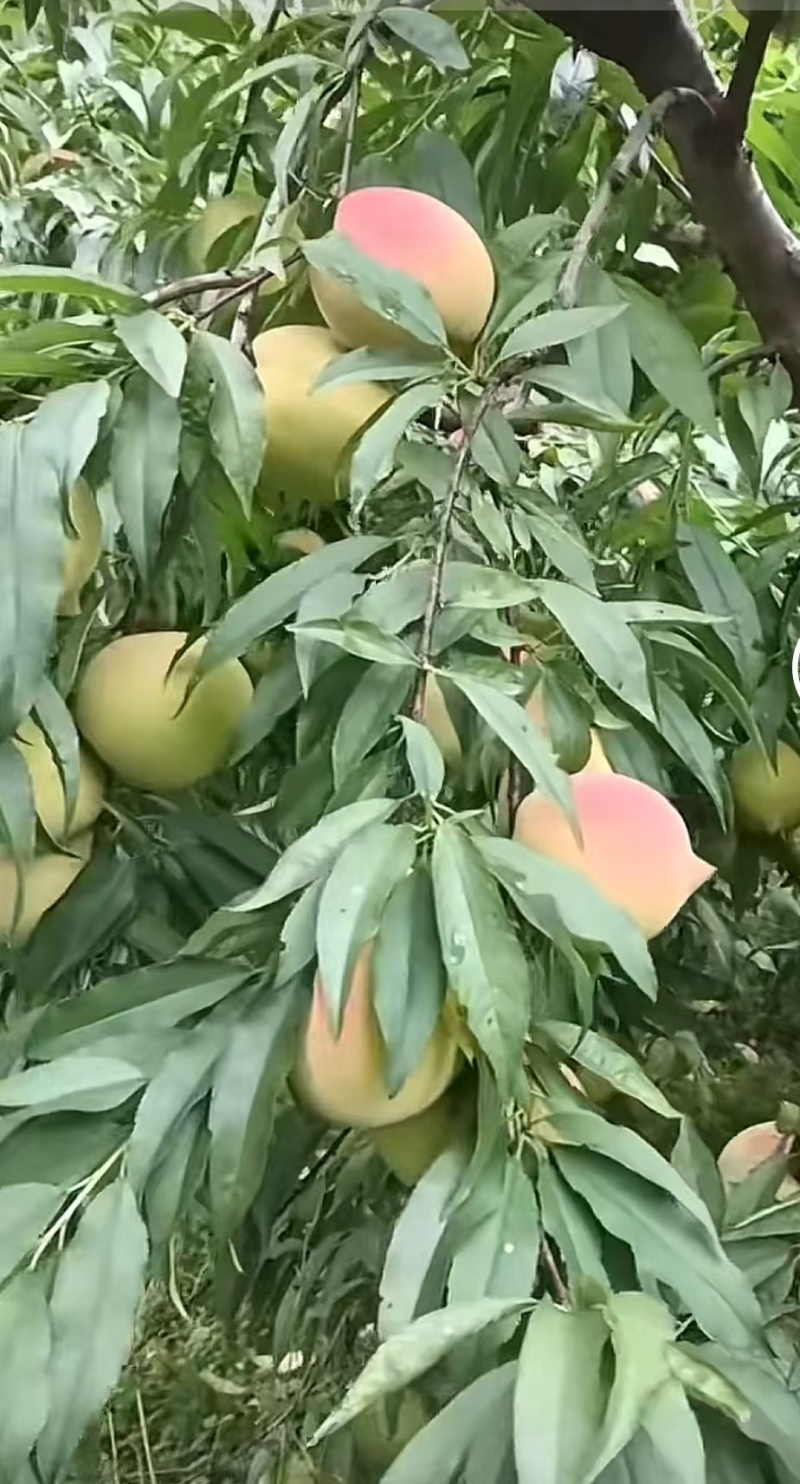 鹰嘴桃