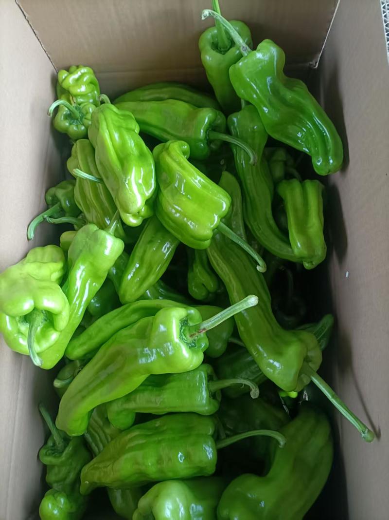青椒:泡泡椒，现椒