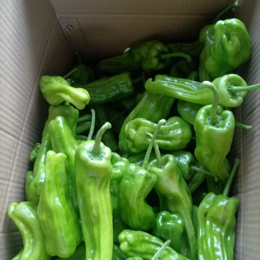 青椒:泡泡椒，现椒