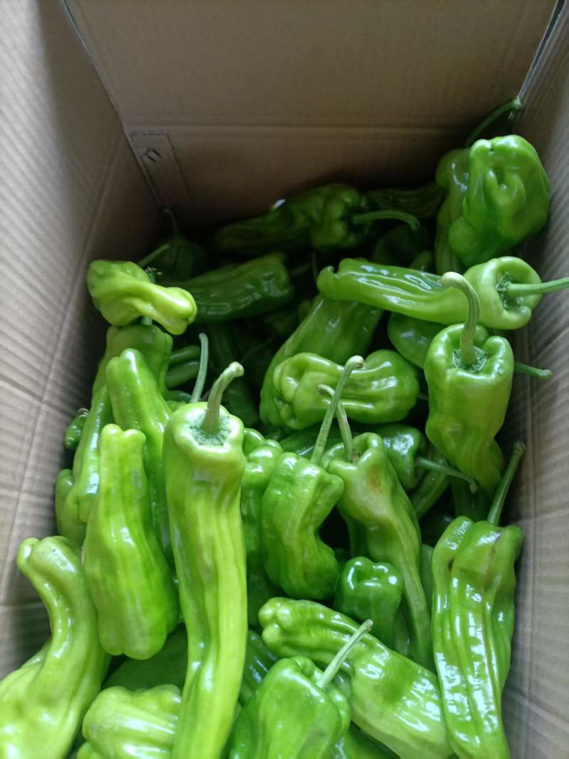 青椒:泡泡椒，现椒