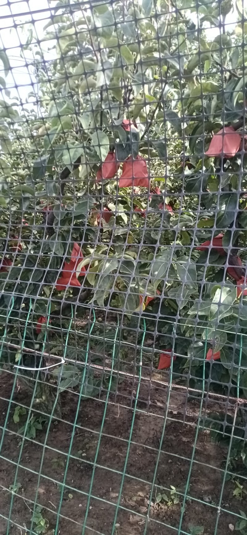 汉中丰水梨