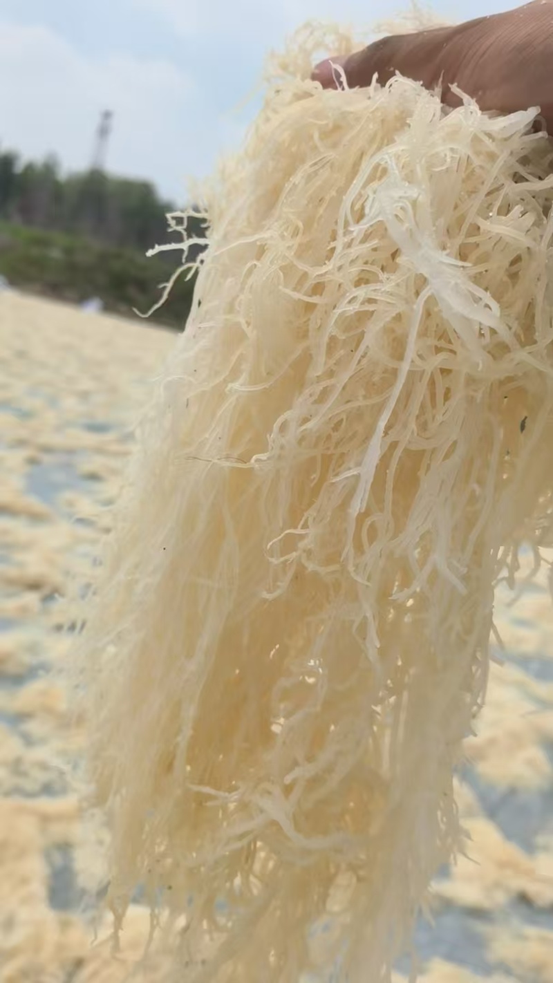 龙须菜