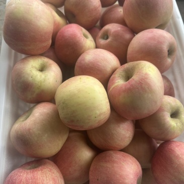 山东红富士🍎量大对接各大平台一件代发品质好价格低，欢迎来电