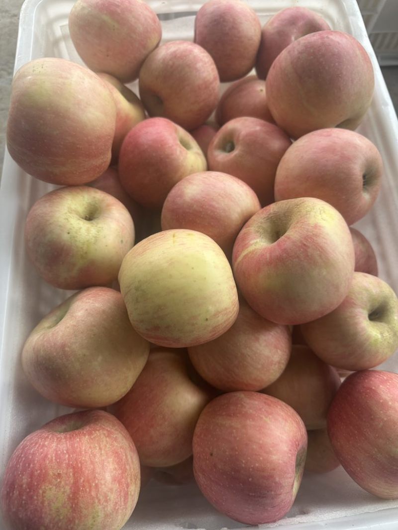 山东红富士🍎量大对接各大平台一件代发品质好价格低，欢迎来电