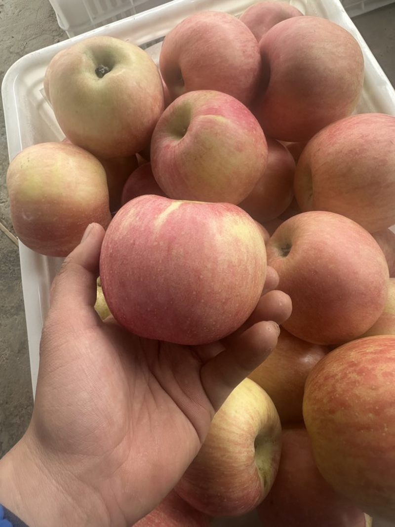 山东红富士🍎量大对接各大平台一件代发品质好价格低，欢迎来电