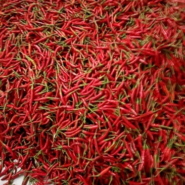 小米辣椒