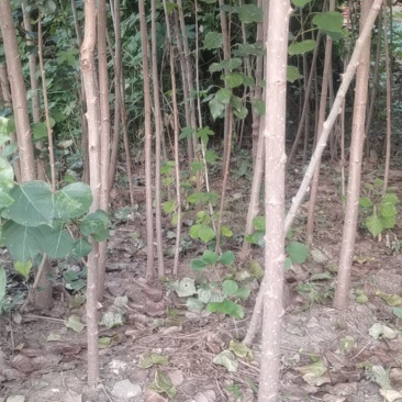杨树苗