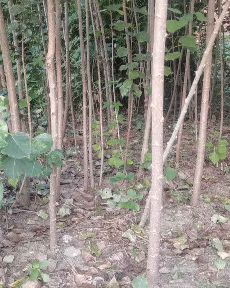 杨树苗