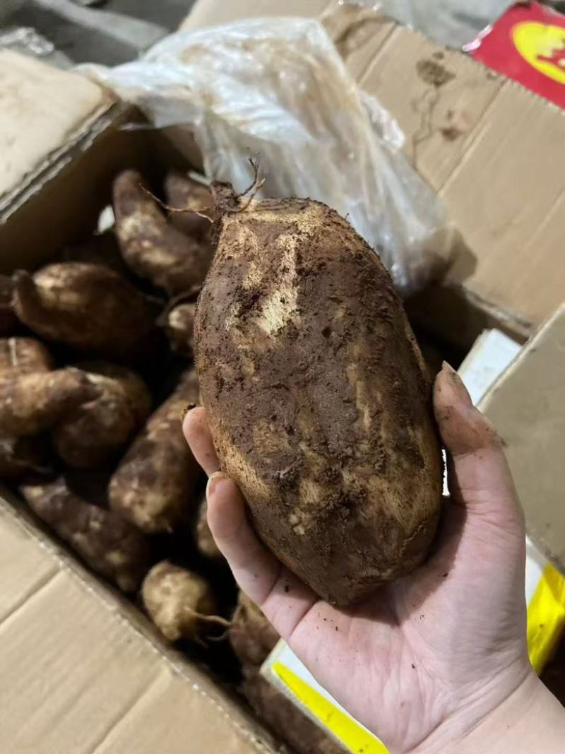 雪莲果大量降价对接各大平台一件代发专业服务品好价格优欢迎来点