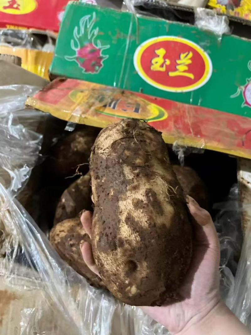 雪莲果大量降价对接各大平台一件代发专业服务品好价格优欢迎来点