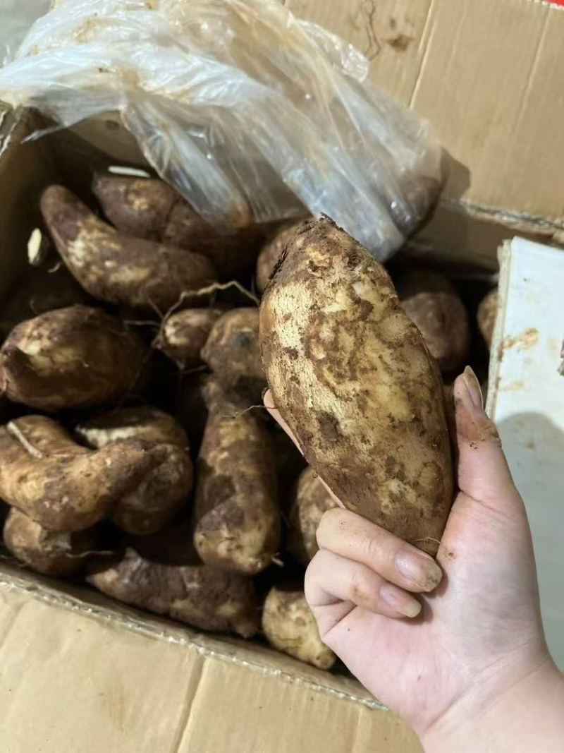 雪莲果大量降价对接各大平台一件代发专业服务品好价格优欢迎来点