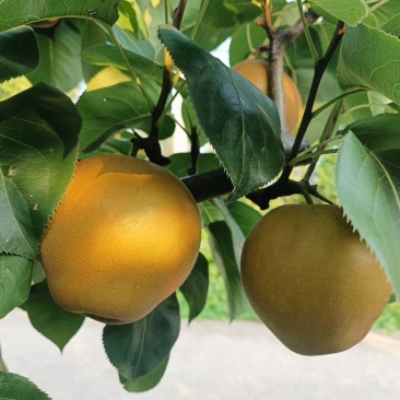百里洲沙梨
