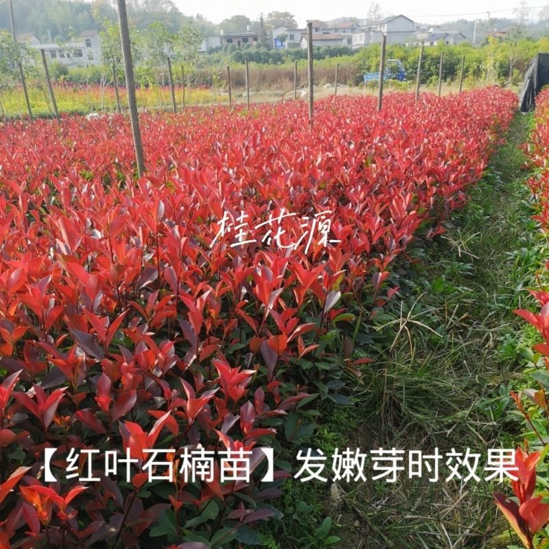 红叶石楠