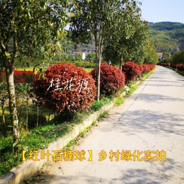 红叶石楠