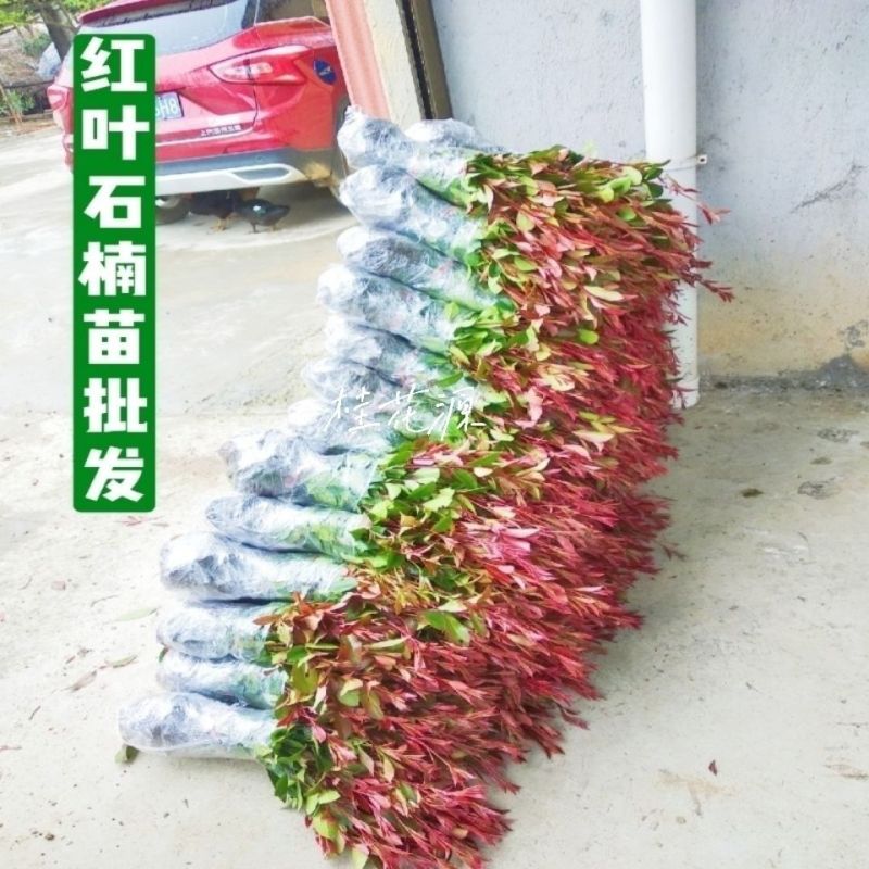 红叶石楠