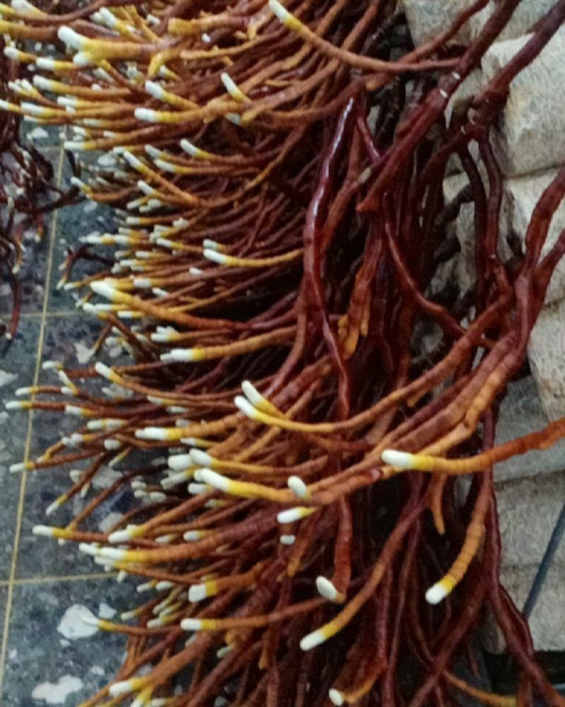 鹿茸灵芝