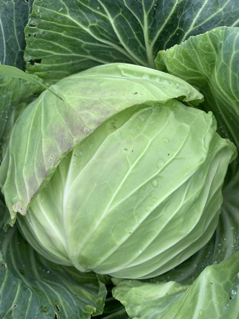 圆包菜