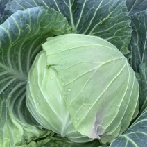 圆包菜