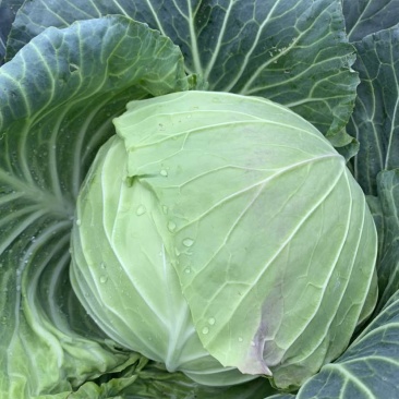 圆包菜