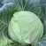 圆包菜