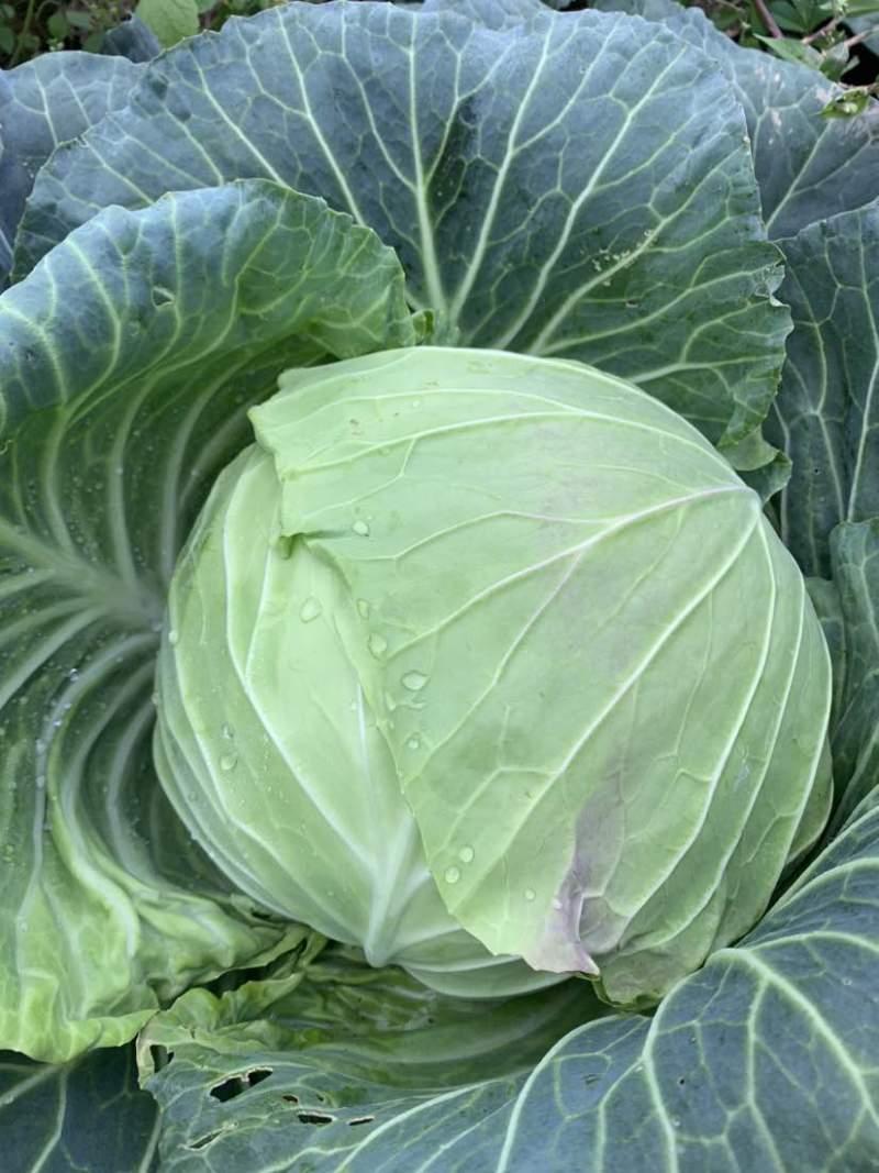 圆包菜