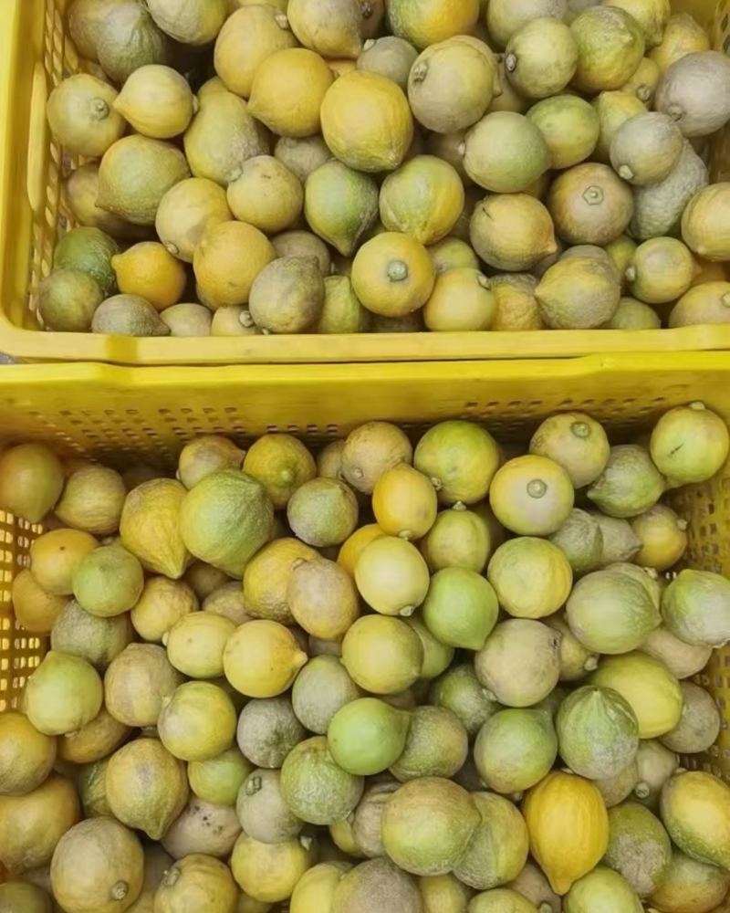 广东香水柠檬青黄果青黄柠檬