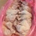 种鸡排腿