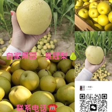 皇冠梨