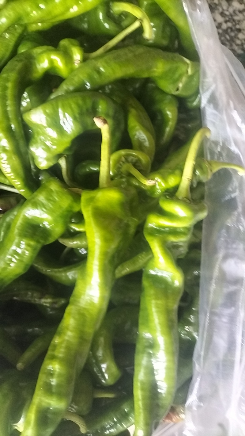 青皮椒。螺丝椒
