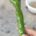 青皮椒。螺丝椒