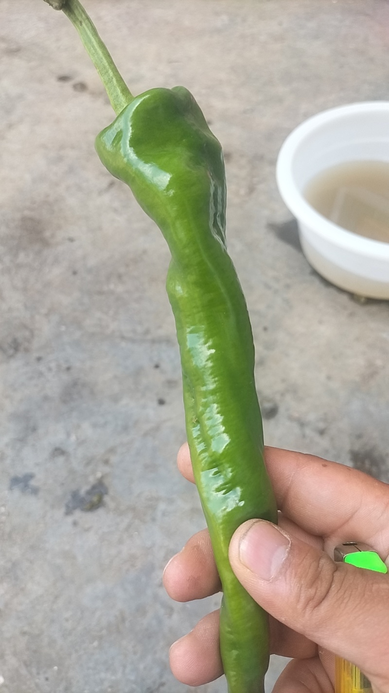 青皮椒。螺丝椒
