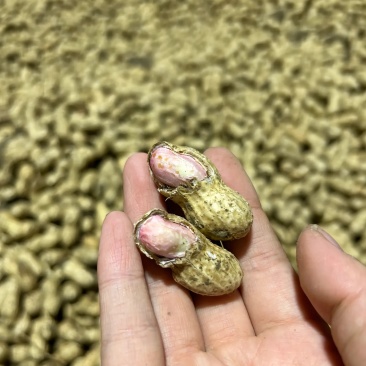 花生