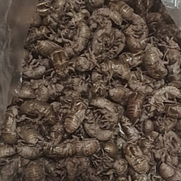 金蝉壳
