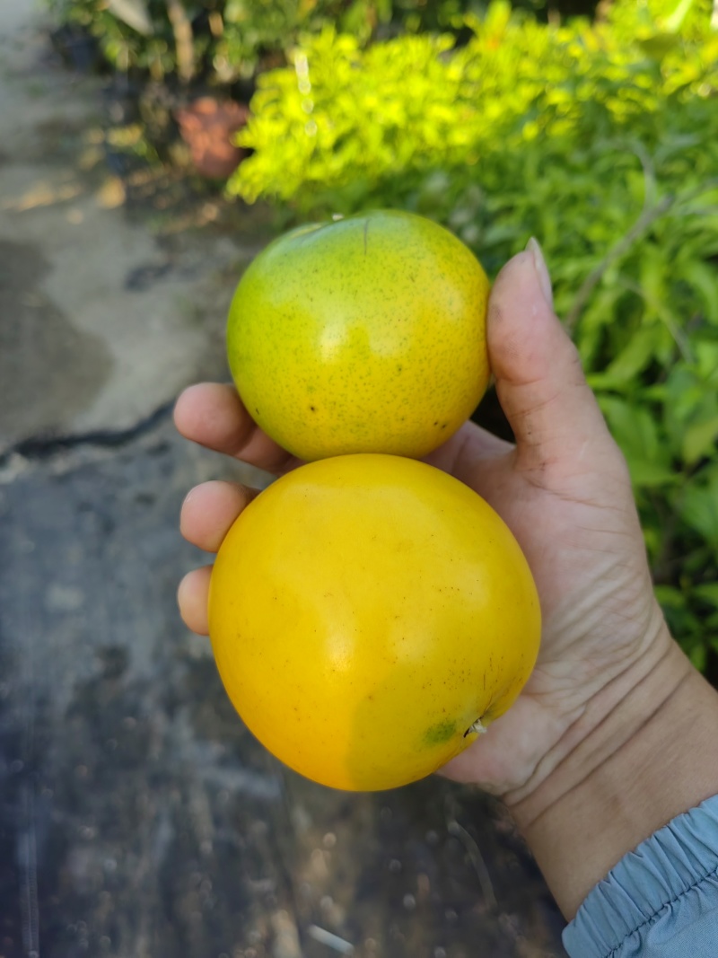 黄晶果