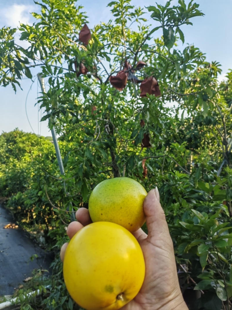 黄晶果
