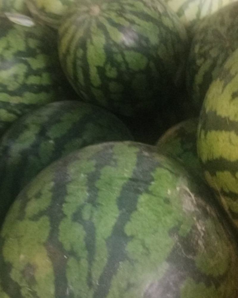 东北甜王